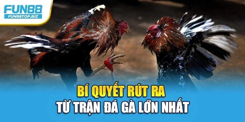 Bí quyết rút ra từ trận đá gà lớn nhất