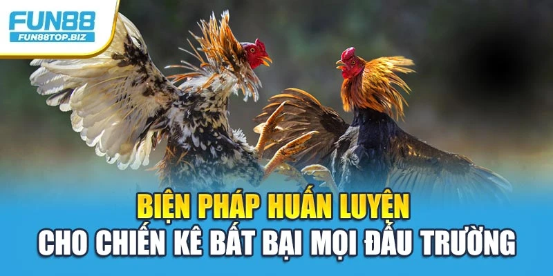 Biện pháp huấn luyện cho chiến kê bất bại mọi đấu trường