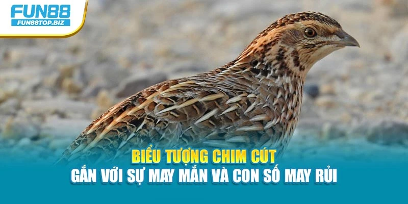 Biểu tượng chim cút gắn với sự may mắn và con số may rủi