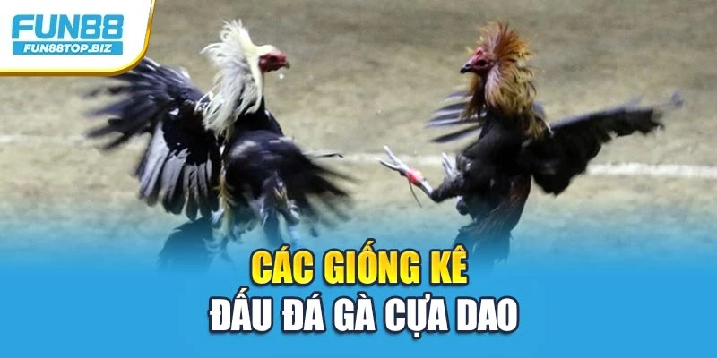 Các giống kê đấu đá gà cựa dao