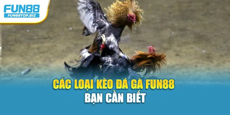 Các loại kèo đá gà FUN88 bạn cần biết