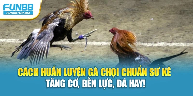 Cách Huấn Luyện Gà Chọi Chuẩn Sư Kê – Tăng Cơ, Bền Lực, Đá Hay