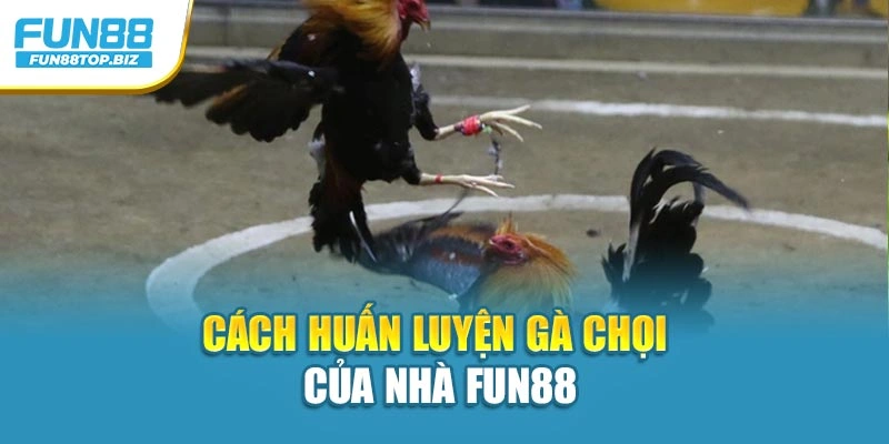 Cách huấn luyện gà chọi của nhà Fun88