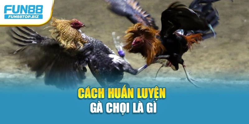 Cách huấn luyện gà chọi là gì
