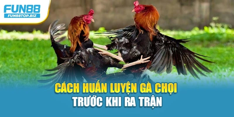 Cách huấn luyện gà chọi trước khi ra trận