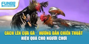 Cách Lên Cựa Gà – Hướng Dẫn Chiến Thuật Hiệu Quả Cho Người Chơi