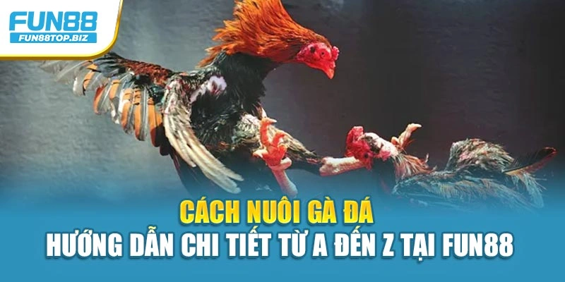 Cách Nuôi Gà Đá – Hướng Dẫn Chi Tiết Từ A đến Z Tại Fun88