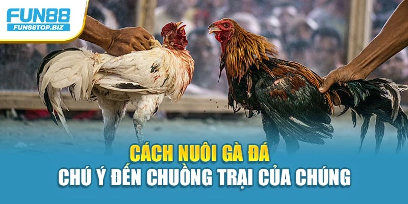 Cách nuôi gà đá - Chú ý đến chuồng trại của chúng