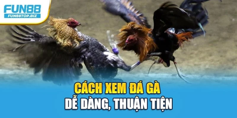 Cách xem đá gà dễ dàng, thuận tiện