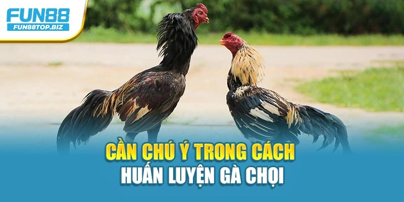 Cần chú ý trong cách huấn luyện gà chọi