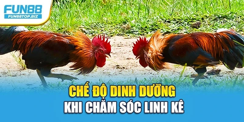 Chế độ dinh dưỡng khi chăm sóc linh kê