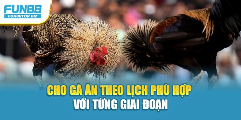 Cho gà ăn theo lịch phù hợp với từng giai đoạn