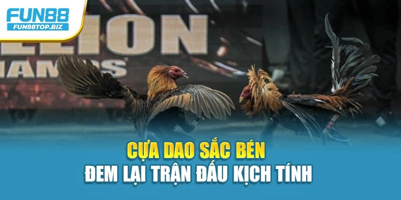 Cựa dao sắc bén đem lại trận đấu kịch tính