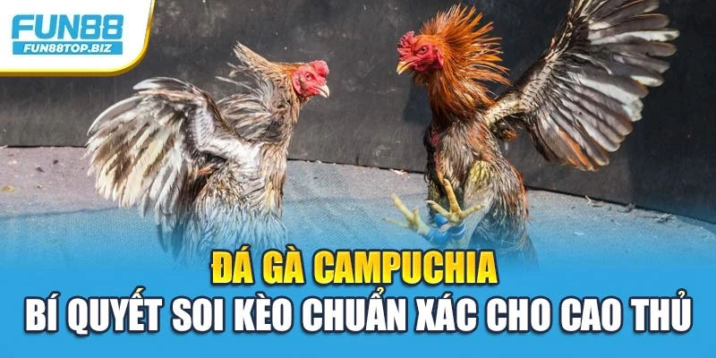Đá Gà Campuchia – Bí Quyết Soi Kèo Chuẩn Xác Cho Cao Thủ