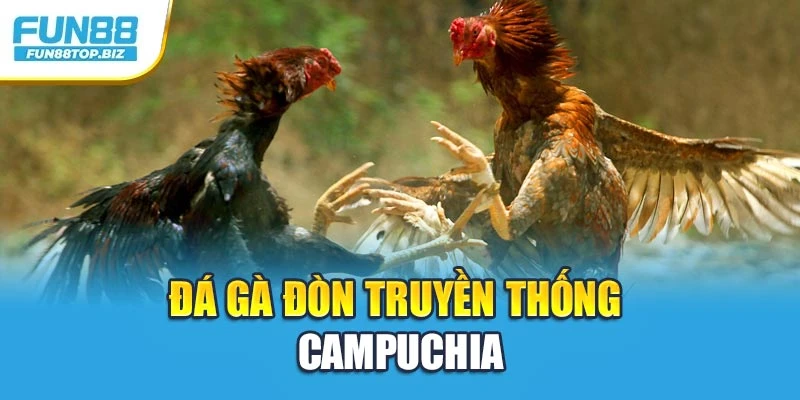 Đá gà đòn truyền thống Campuchia