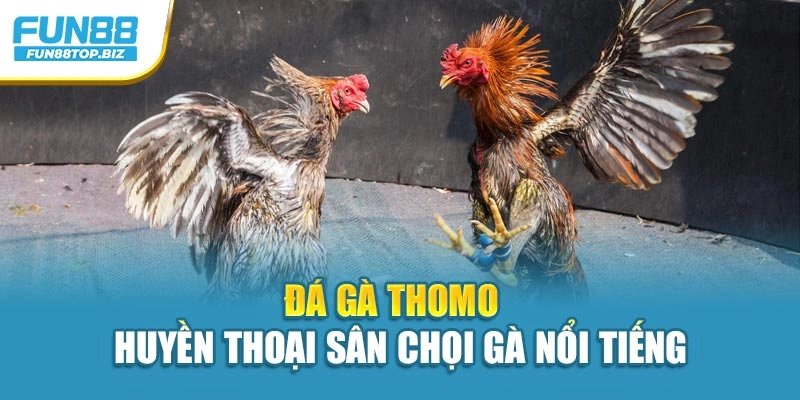 Đá Gà Thomo – Huyền Thoại Sân Chọi Gà Nổi Tiếng