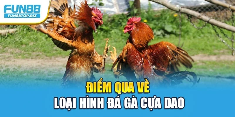 Điểm qua về loại hình đá gà cựa dao