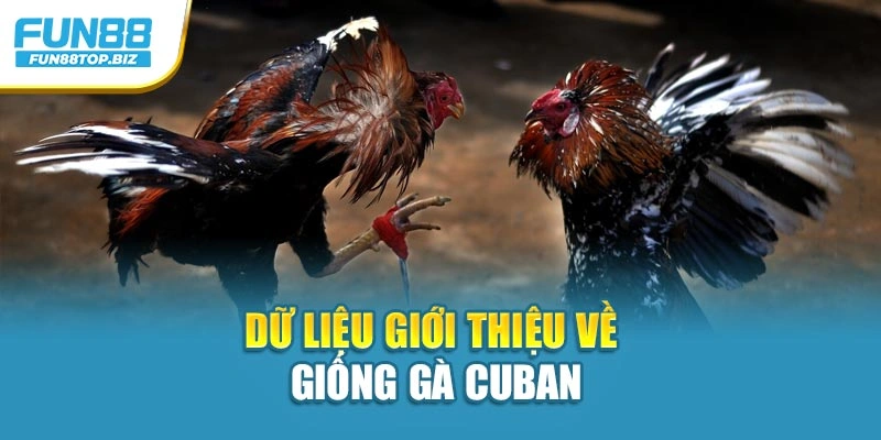 Dữ liệu giới thiệu về giống gà Cuban