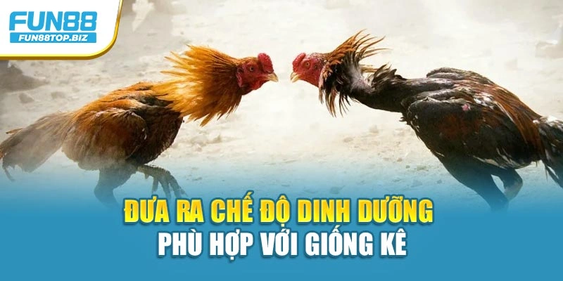 Đưa ra chế độ dinh dưỡng phù hợp với giống kê