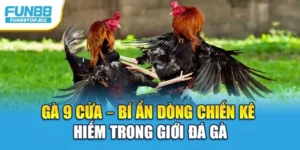 Gà 9 Cửa – Bí Ẩn Dòng Chiến Kê Hiếm Trong Giới Đá Gà