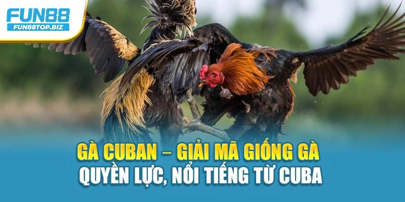 Gà Cuban – Giải Mã Giống Gà Quyền Lực, Nổi Tiếng Từ Cuba