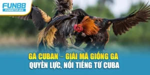Gà Cuban – Giải Mã Giống Gà Quyền Lực, Nổi Tiếng Từ Cuba