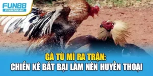 Gà Tù Mì Ra Trận: Chiến Kê Bất Bại Làm Nên Huyền Thoại