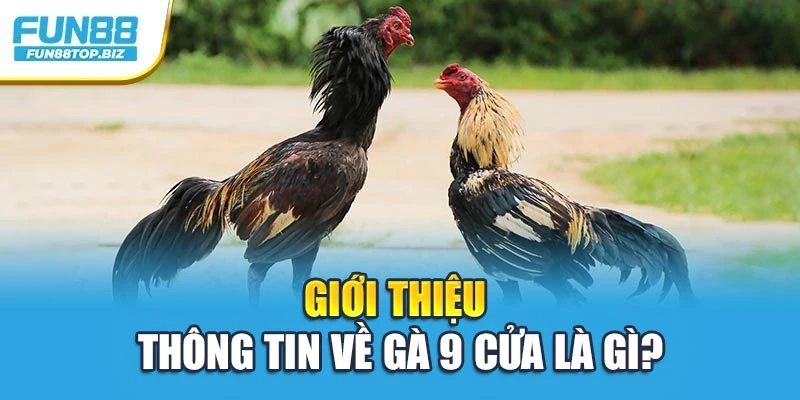 Giới thiệu thông tin về gà 9 cửa là gì?