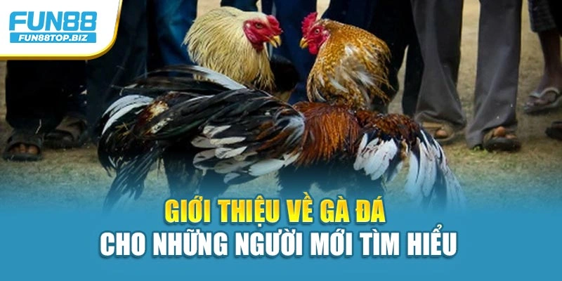 Giới thiệu về gà đá cho những người mới tìm hiểu