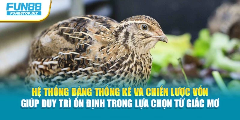 Hệ thống bảng thống kê và chiến lược vốn giúp duy trì ổn định trong lựa chọn từ giấc mơ