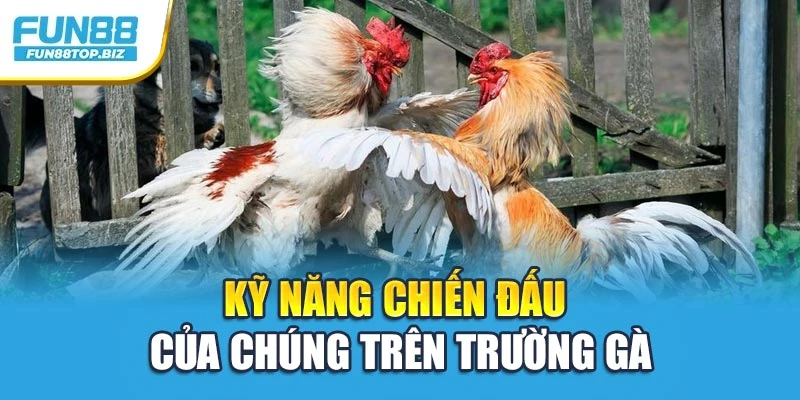 Khi năng chiến đấu của chúng trên trường gà