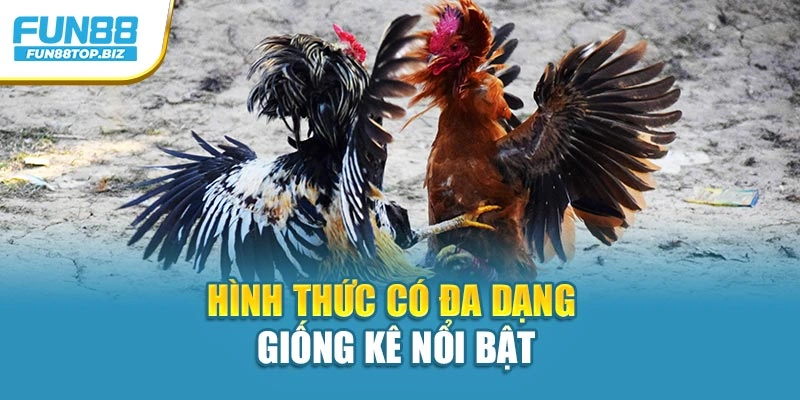 Hình thức có đa dạng giống kê nổi bật