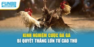 Kinh Nghiệm Cược Đá Gà – Bí Quyết Thắng Lớn Từ Cao Thủ