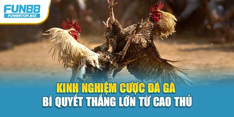 Kinh Nghiệm Cược Đá Gà – Bí Quyết Thắng Lớn Từ Cao Thủ