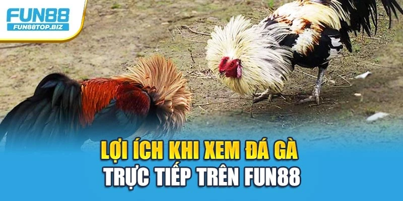 Lợi ích khi xem đá gà trực tiếp trên Fun88