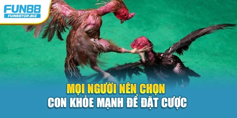 Mọi người nên chọn con khỏe mạnh để đặt cược