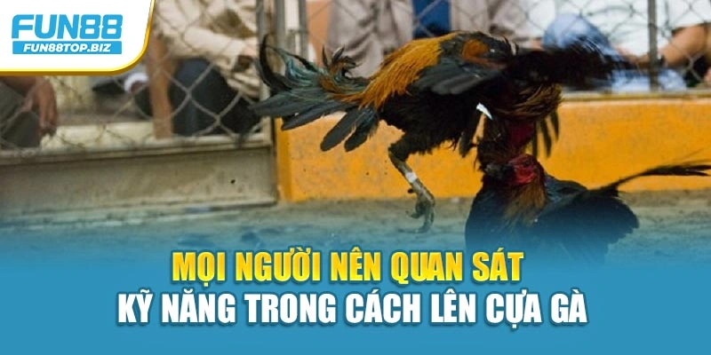 Mọi người nên quan sát kỹ năng trong cách lên cựa gà
