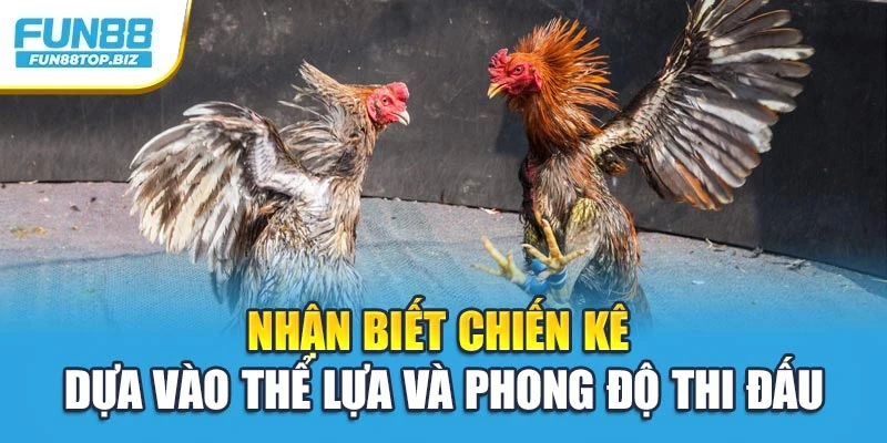 Nhận biết chiến kê dựa vào thể lựa và phong độ thi đấu
