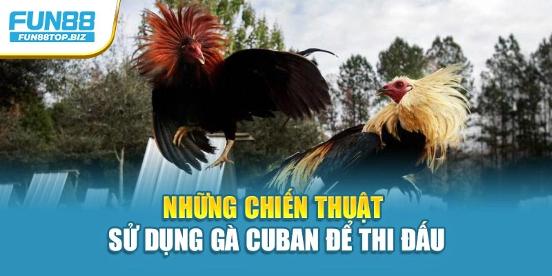 Những chiến thuật sử dụng gà Cuban để thi đấu