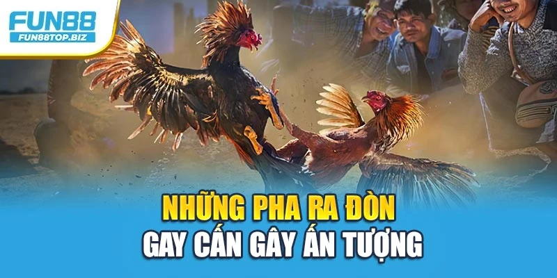 Những pha ra đòn gay cấn gây ấn tượng
