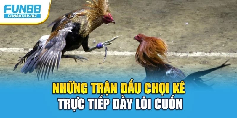 Những trận đấu chọi kê trực tiếp đầy lôi cuốn