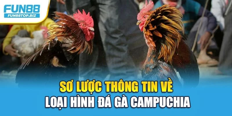 Sơ lược thông tin về loại hình đá gà Campuchia