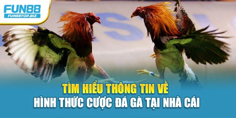 Tìm hiểu thông tin về hình thức cược đá gà tại nhà cái