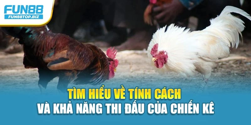 Tìm hiểu về tính cách và khả năng thi đấu của chiến kê
